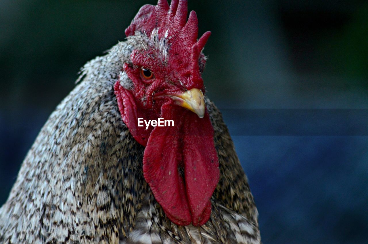 Close-up of rooster