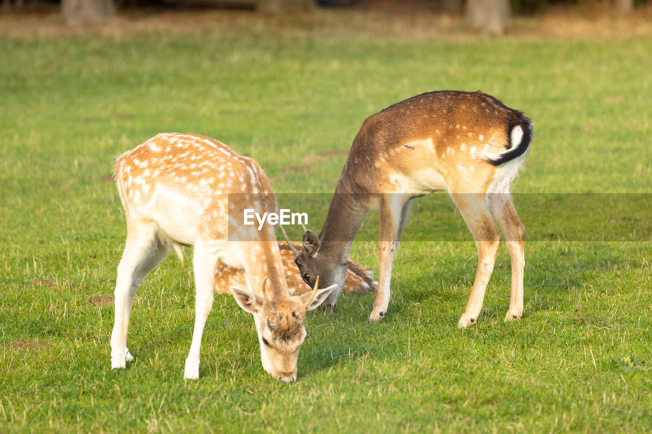 Deer in a field