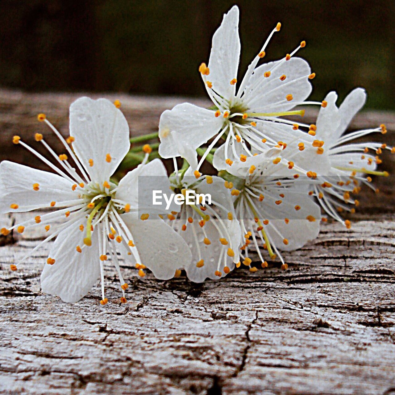 CLOSE-UP OF FLOWER