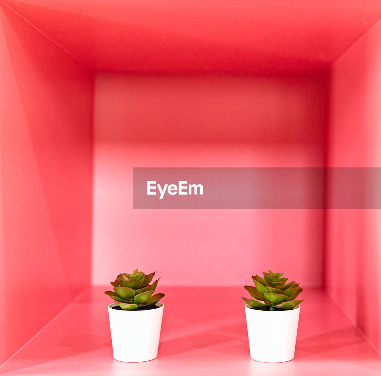 flowerpot, potted plant, plant, houseplant, no people, indoors, red, growth, nature, pink, flower, green, container, leaf