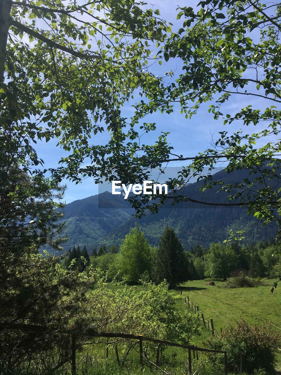 TREES ON LANDSCAPE AGAINST MOUNTAINS