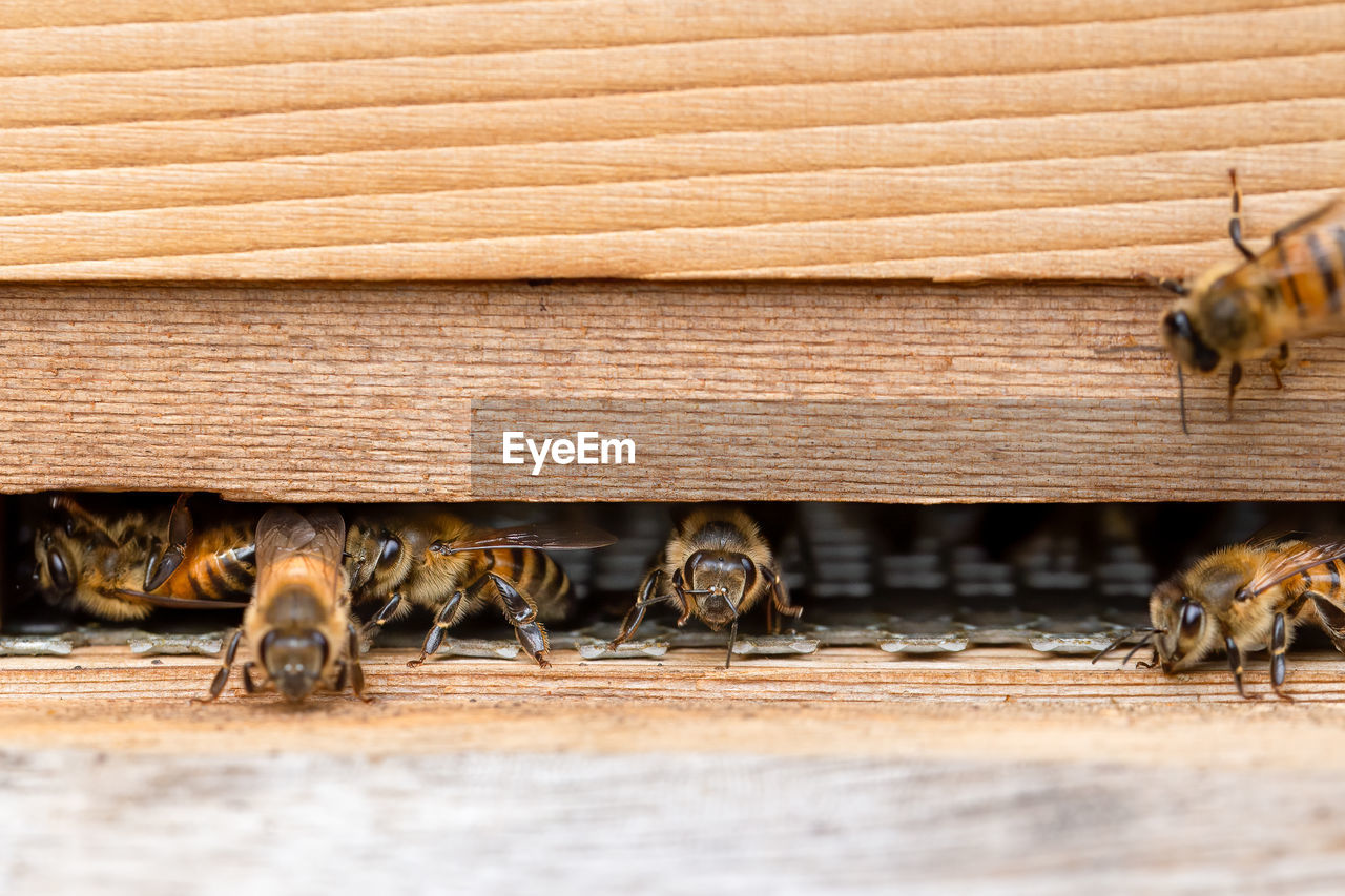 CLOSE-UP OF BEES ON A WOOD