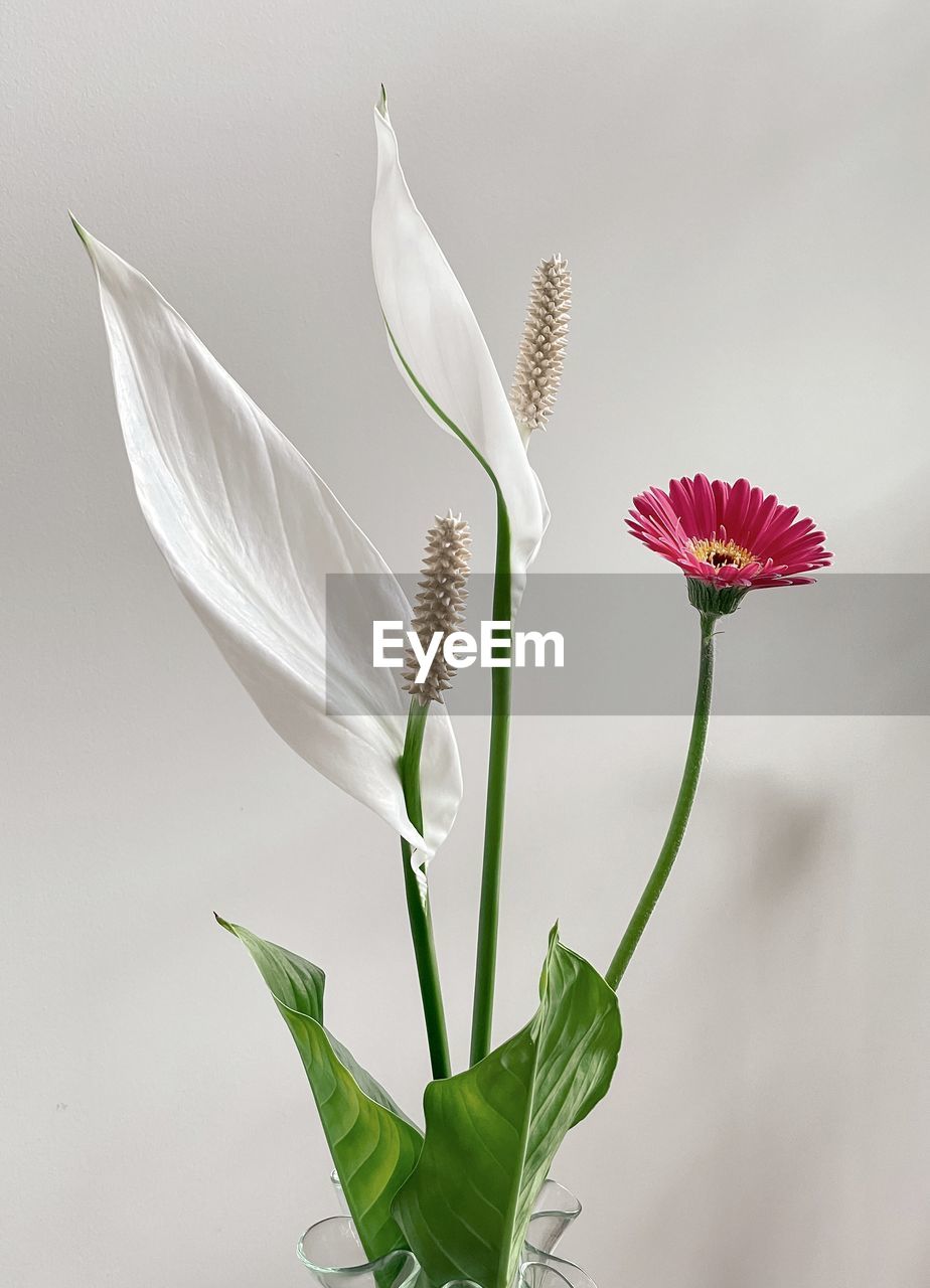 flower, flowering plant, plant, beauty in nature, nature, freshness, fragility, flower head, leaf, plant part, close-up, petal, inflorescence, no people, growth, macro photography, plant stem, studio shot, green, outdoors, floristry, blossom