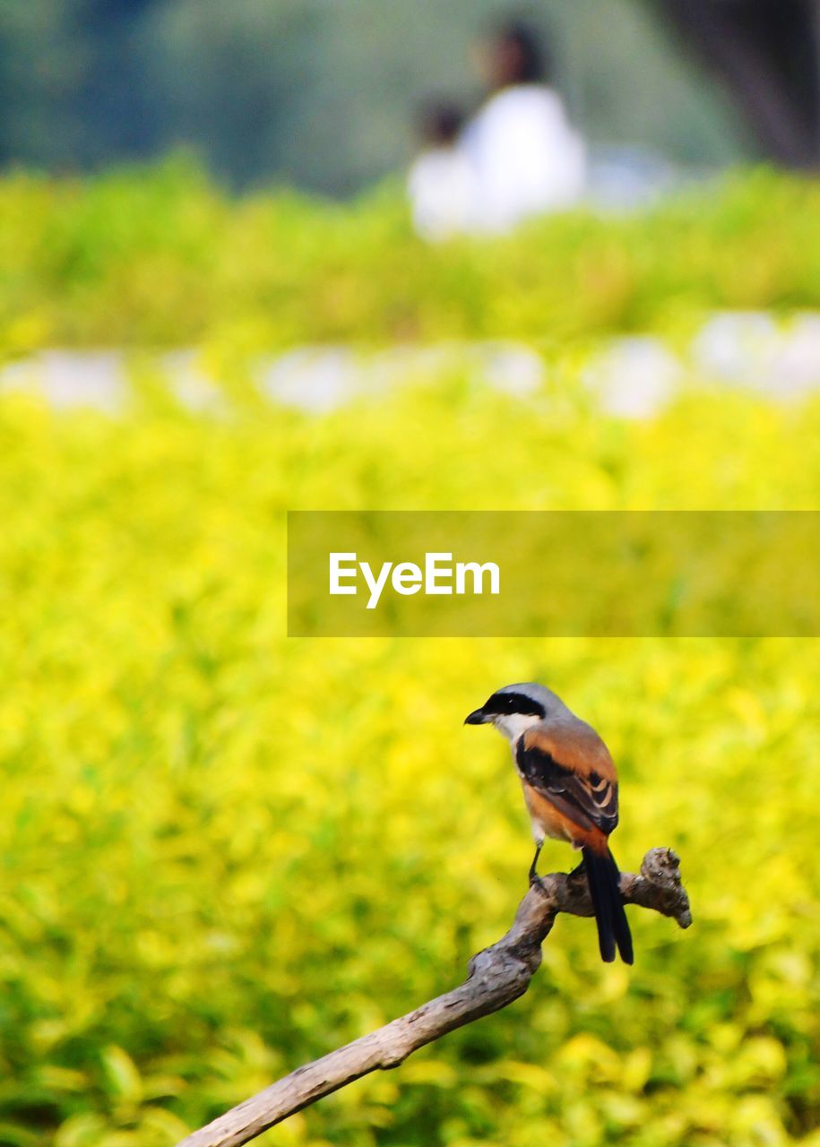 CLOSE-UP OF BIRD ON TREE