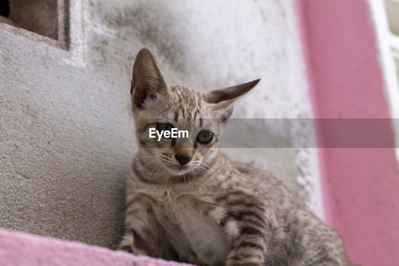 Close-up portrait of tabby cat