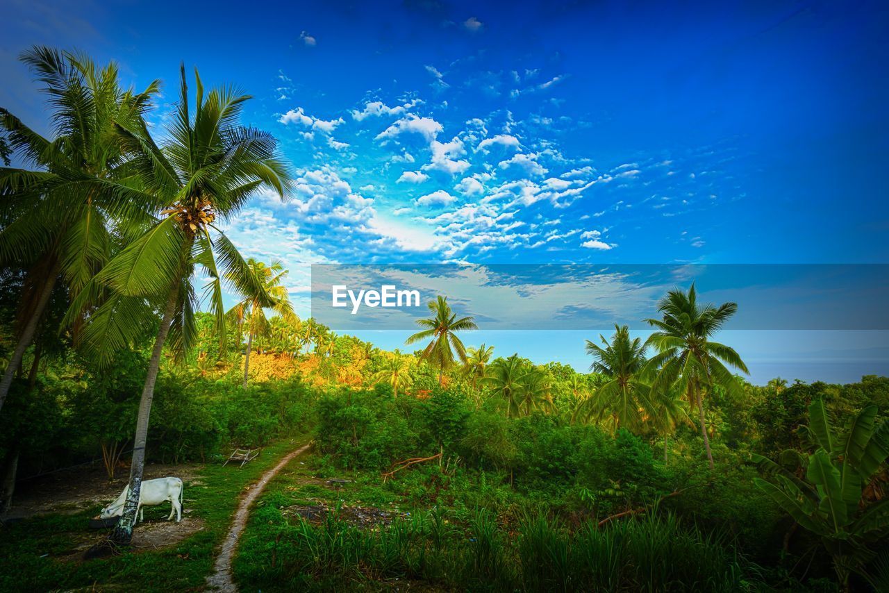 SCENIC VIEW OF TREES ON FIELD AGAINST SKY