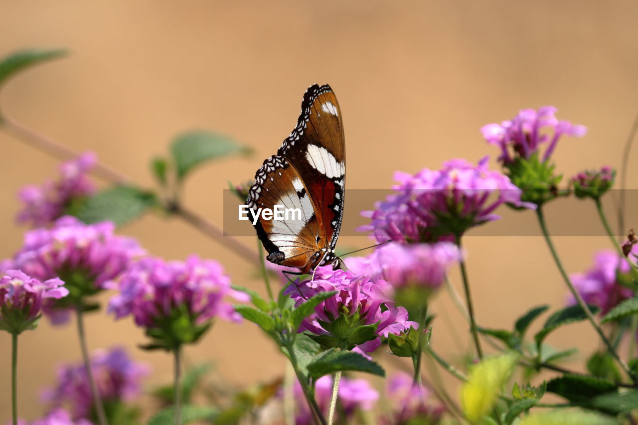 CLOSE-UP OF BUTTERFLY ON PINK FLOWER