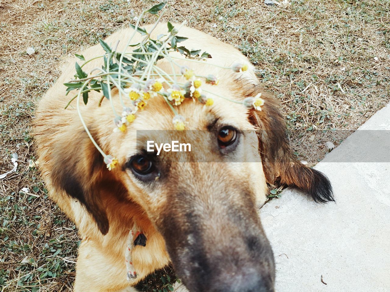 CLOSE-UP HIGH ANGLE PORTRAIT OF DOG ON GRASS