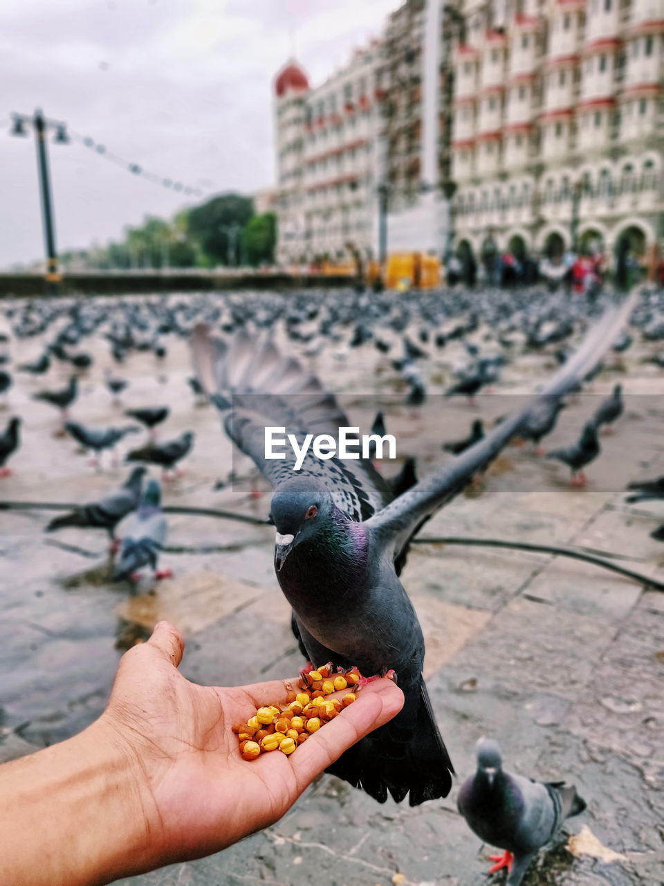 CLOSE-UP OF HAND FEEDING ON BIRD