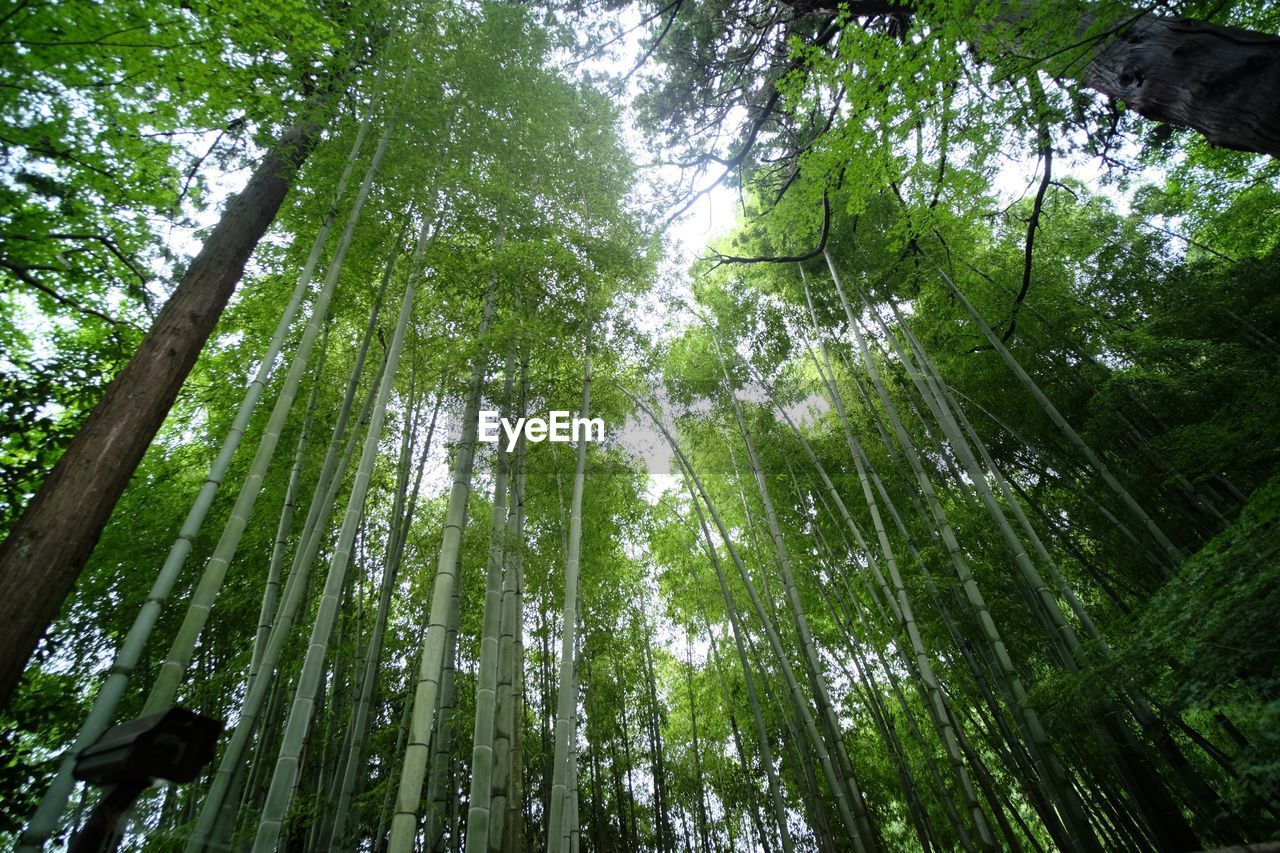 LOW ANGLE VIEW OF TREES IN FOREST