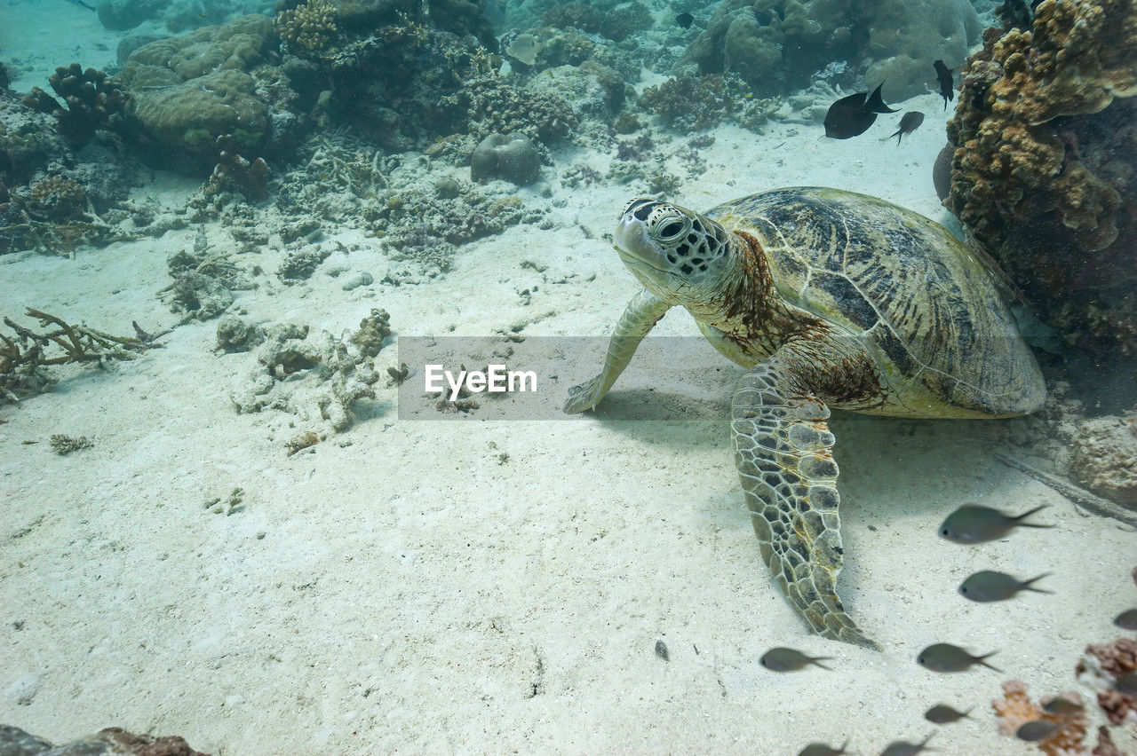 reef, animal, animal wildlife, sea turtle, animal themes, turtle, wildlife, sea, reptile, water, loggerhead sea turtle, underwater, sea life, marine biology, undersea, one animal, marine, aquarium, nature, swimming, tortoise, no people, shell, animal shell, sand, coral, high angle view, beauty in nature, outdoors