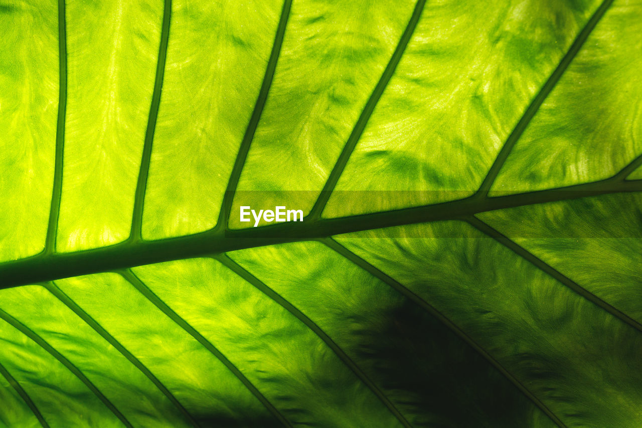 full frame shot of leaves