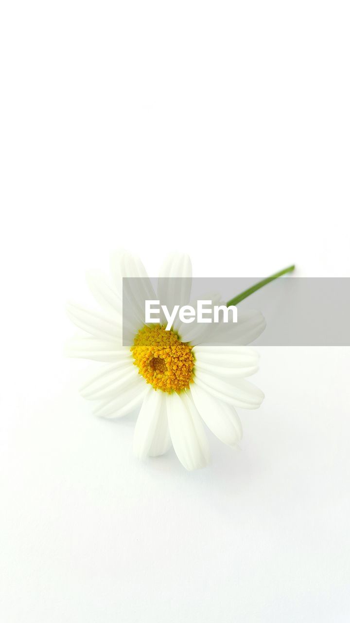 Close-up of daisy flower on white background