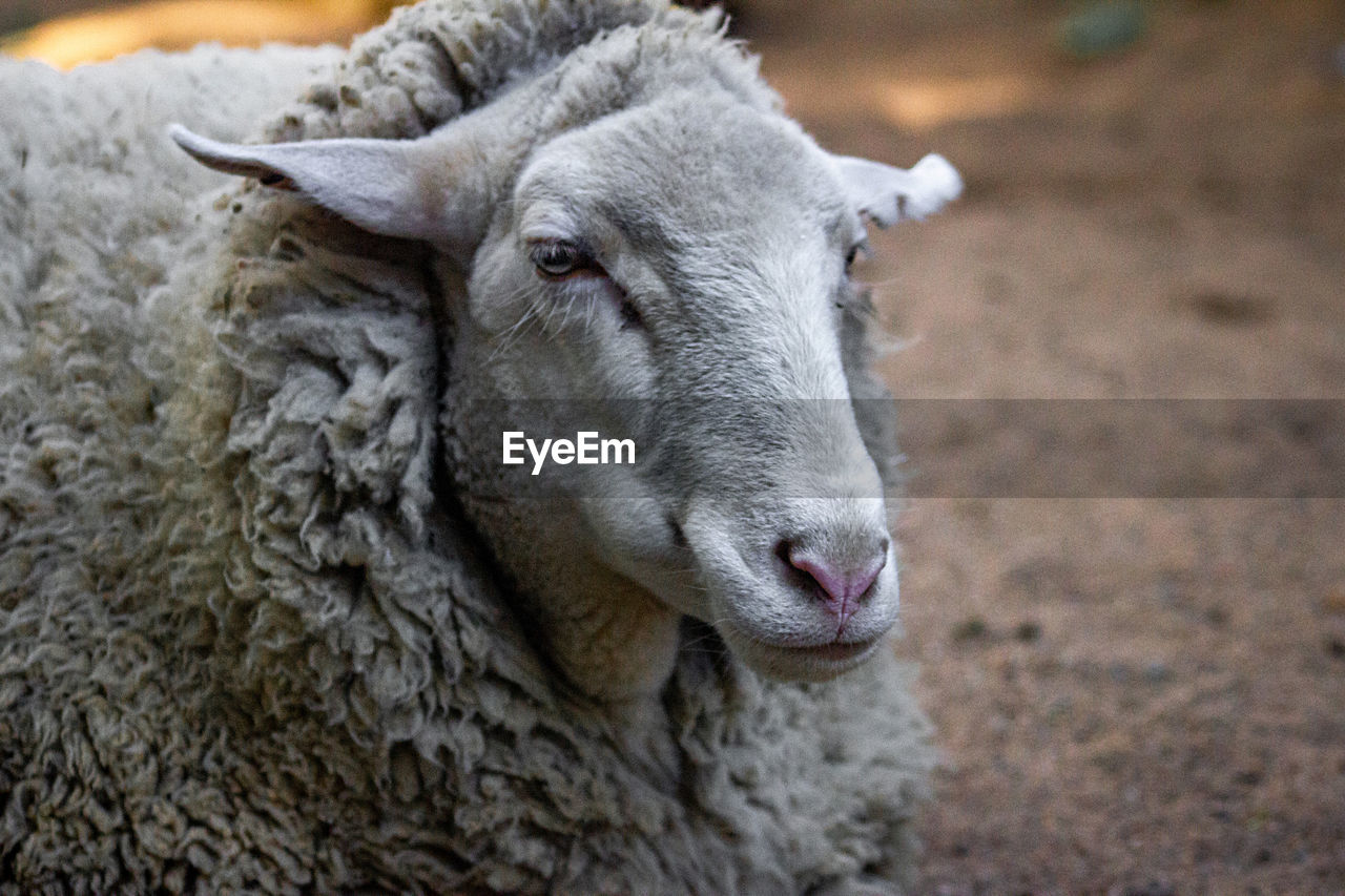 Close-up of a sheep