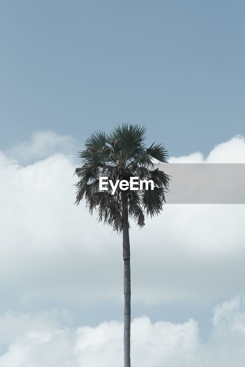 LOW ANGLE VIEW OF PALM TREES AGAINST SKY