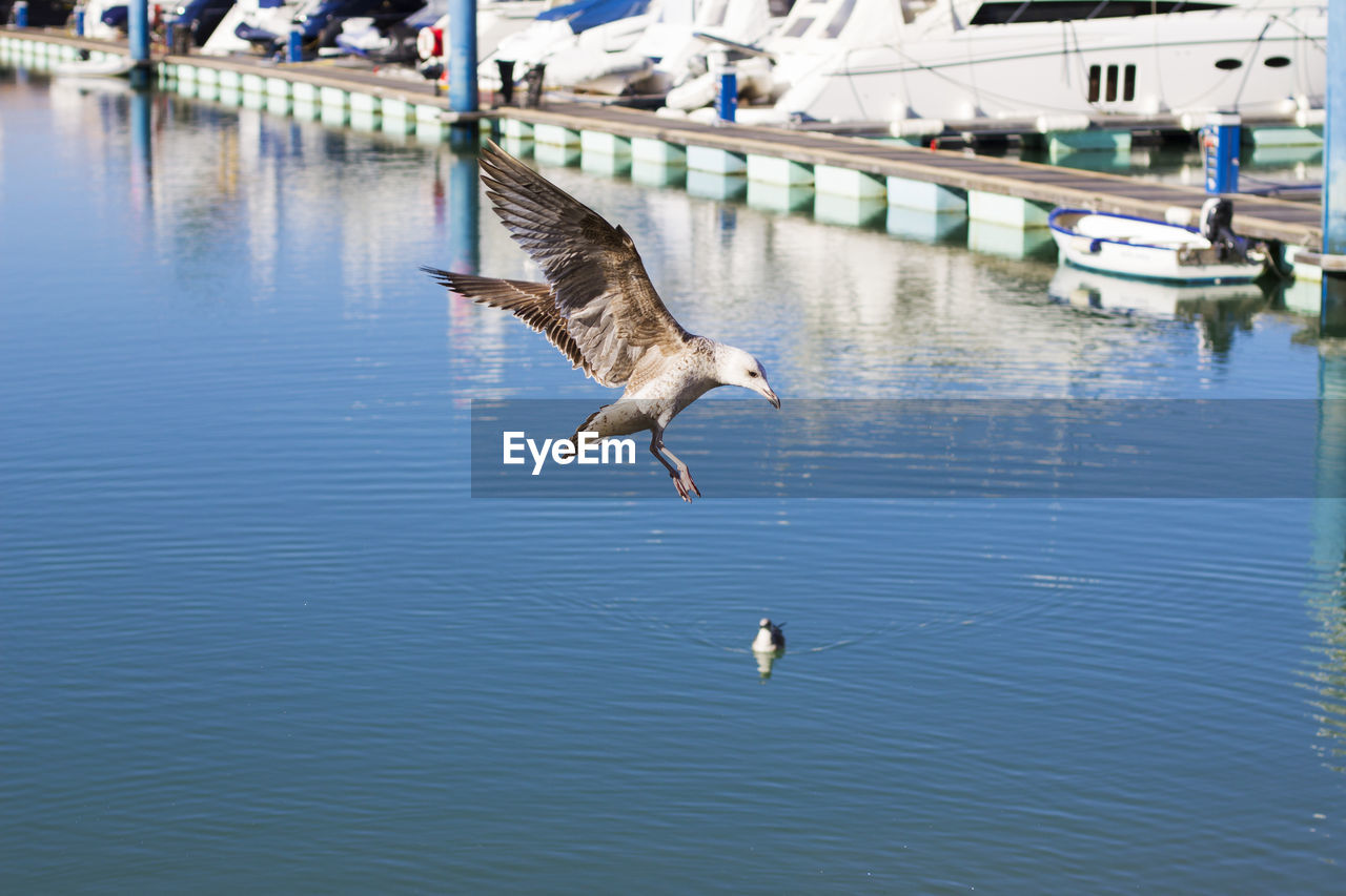 BIRD FLYING OVER LAKE