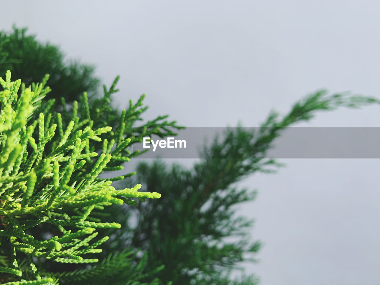 Close-up of pine tree branch against sky