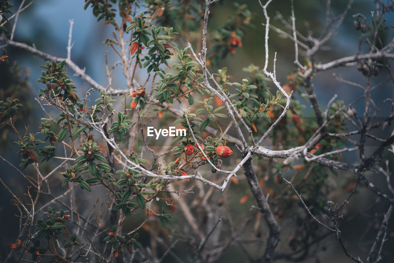 CLOSE-UP OF FRUITS ON TREE