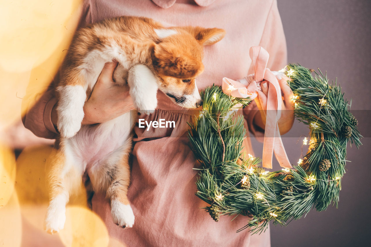 New year dog, corgi puppy with christmas wreath.