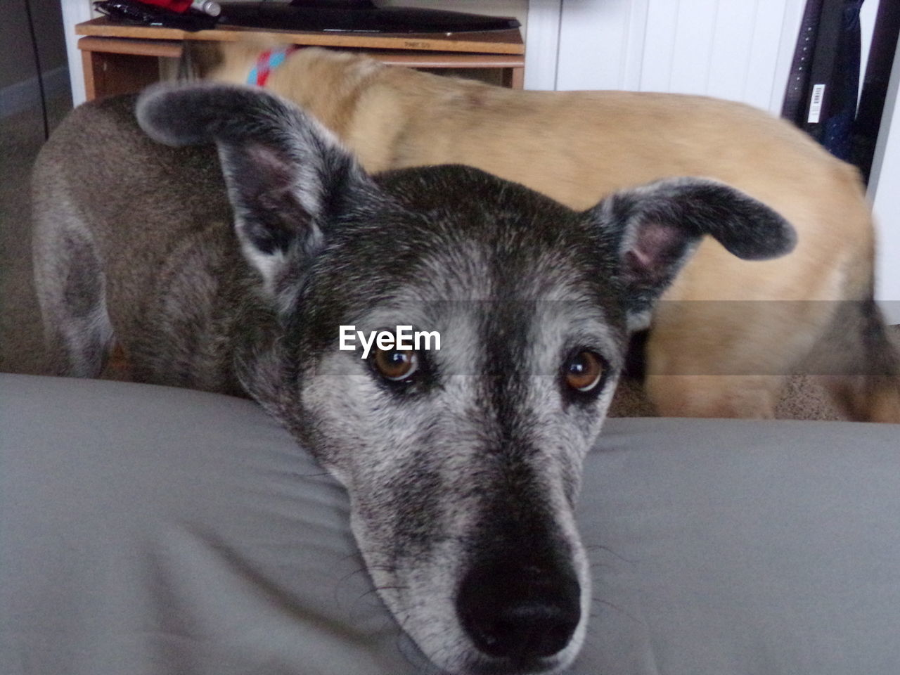 PORTRAIT OF DOG LYING DOWN ON BED AT HOME