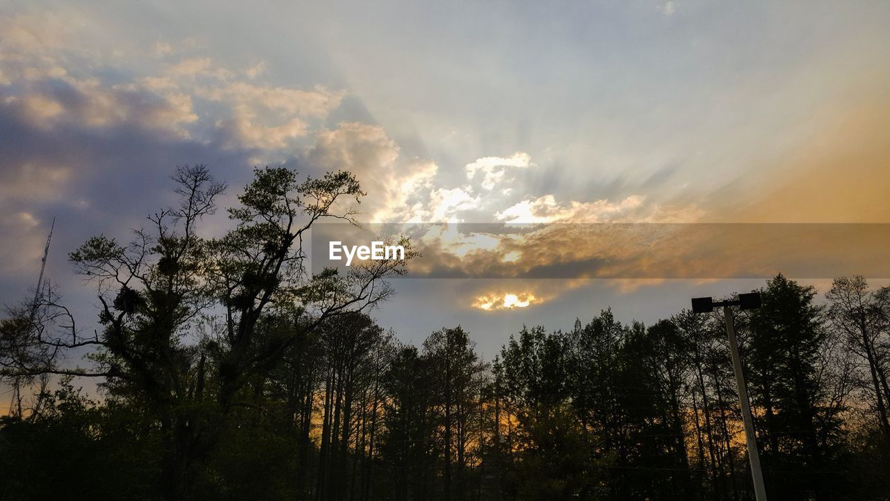 LOW ANGLE VIEW OF SILHOUETTE TREES DURING SUNSET