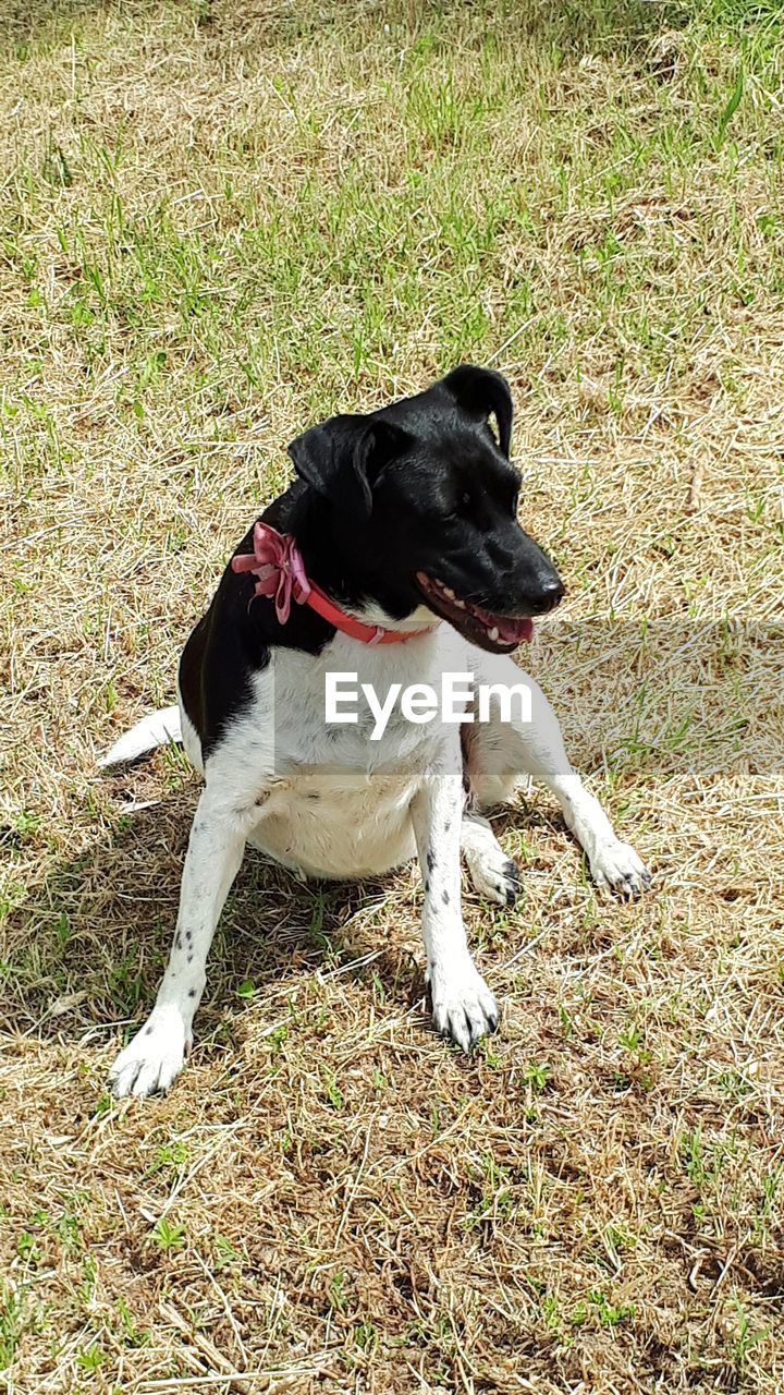 HIGH ANGLE VIEW OF DOG LYING ON FIELD