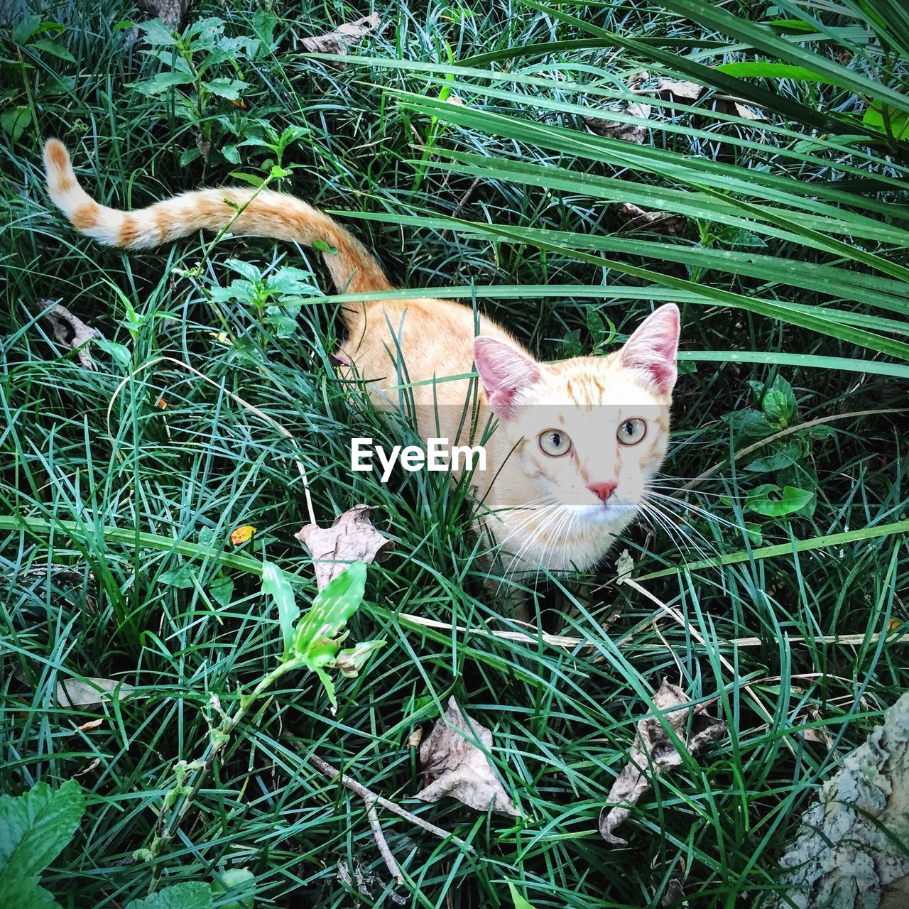 High angle portrait of a cat on grass