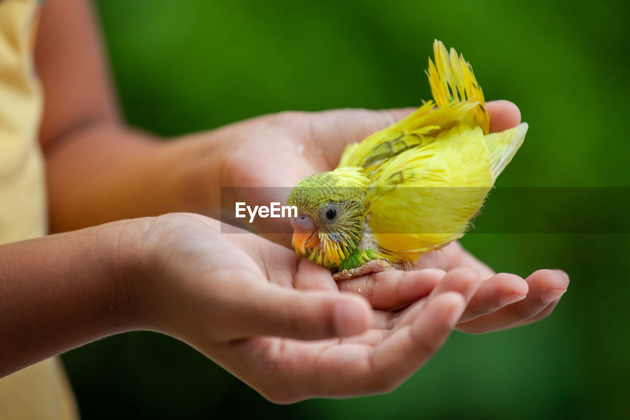 Midsection of girl holding yellow bird