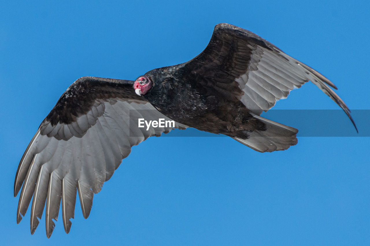 Turkey vulture  in flight