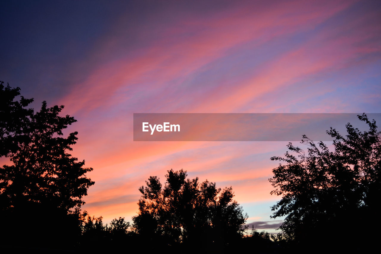 SILHOUETTE OF TREES AT SUNSET