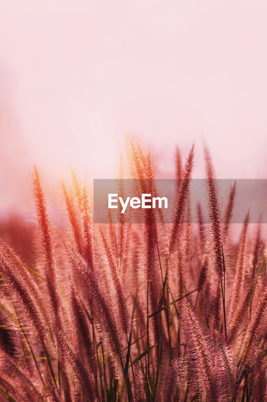 CLOSE-UP OF PINK PLANTS AGAINST SKY