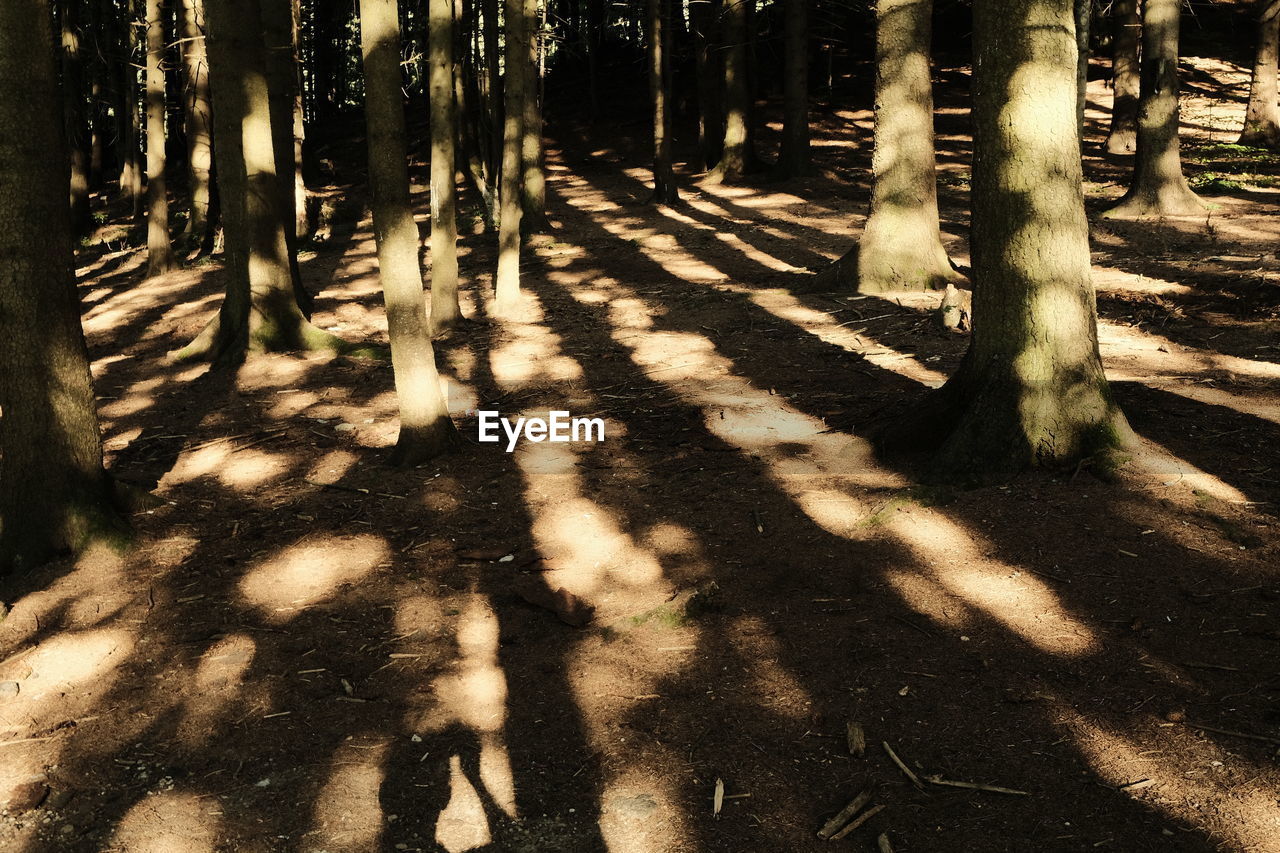 Shadow of trees walking in the forest