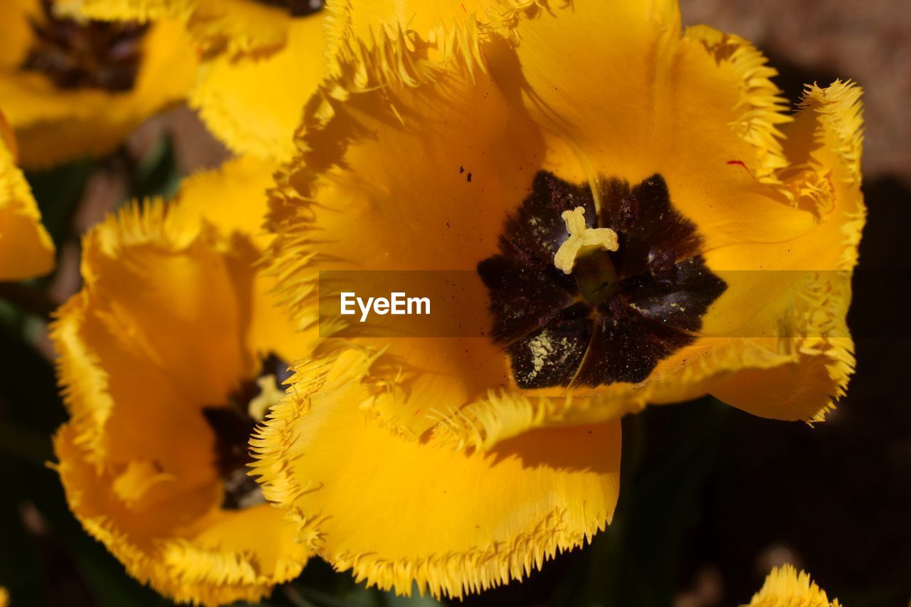 CLOSE-UP OF YELLOW FLOWERING PLANT ON WHITE FLOWER