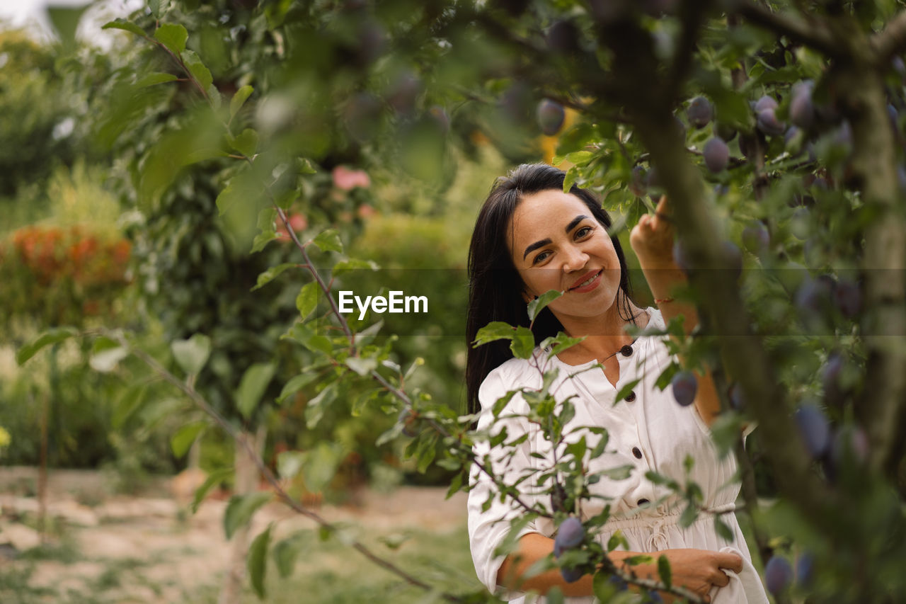 Woman picking plum in garden. traditional collecting organic fruit.