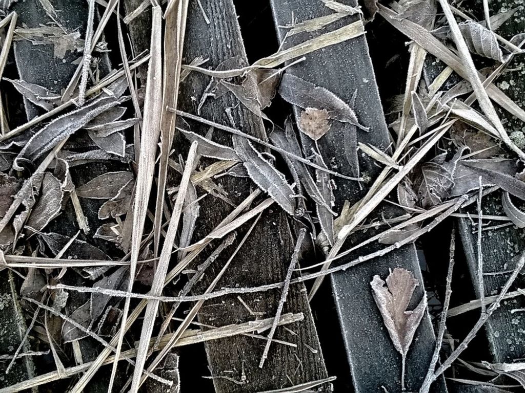 High angle view of dry leaves and grass on wooden planks