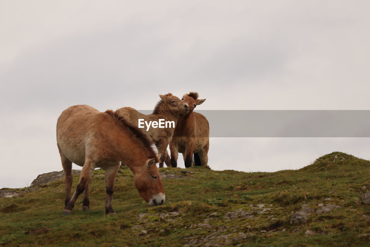 Horses in a field