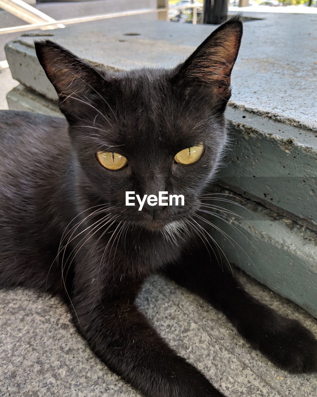 PORTRAIT OF BLACK CAT LYING DOWN