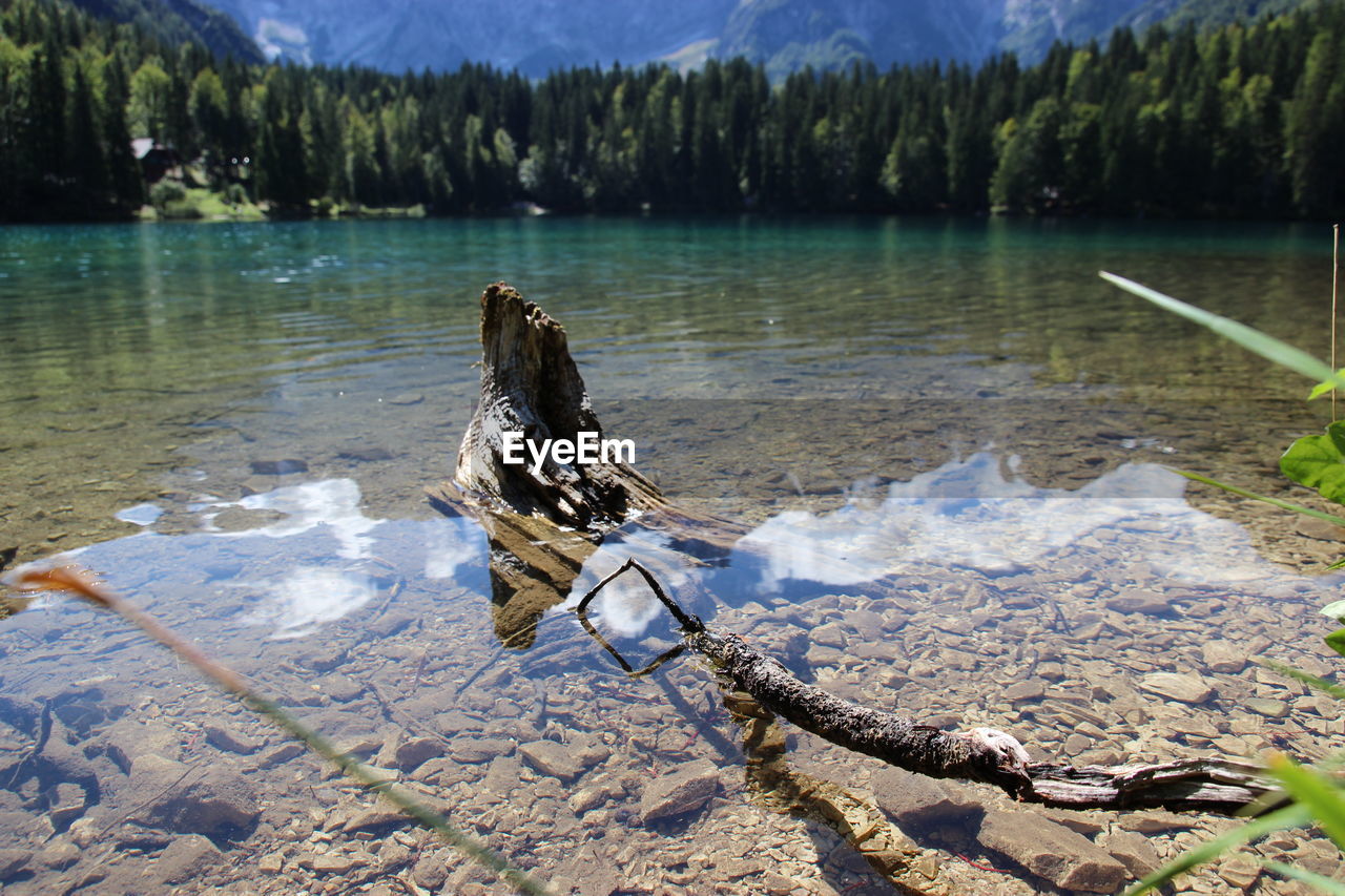 Close-up of tree in lake
