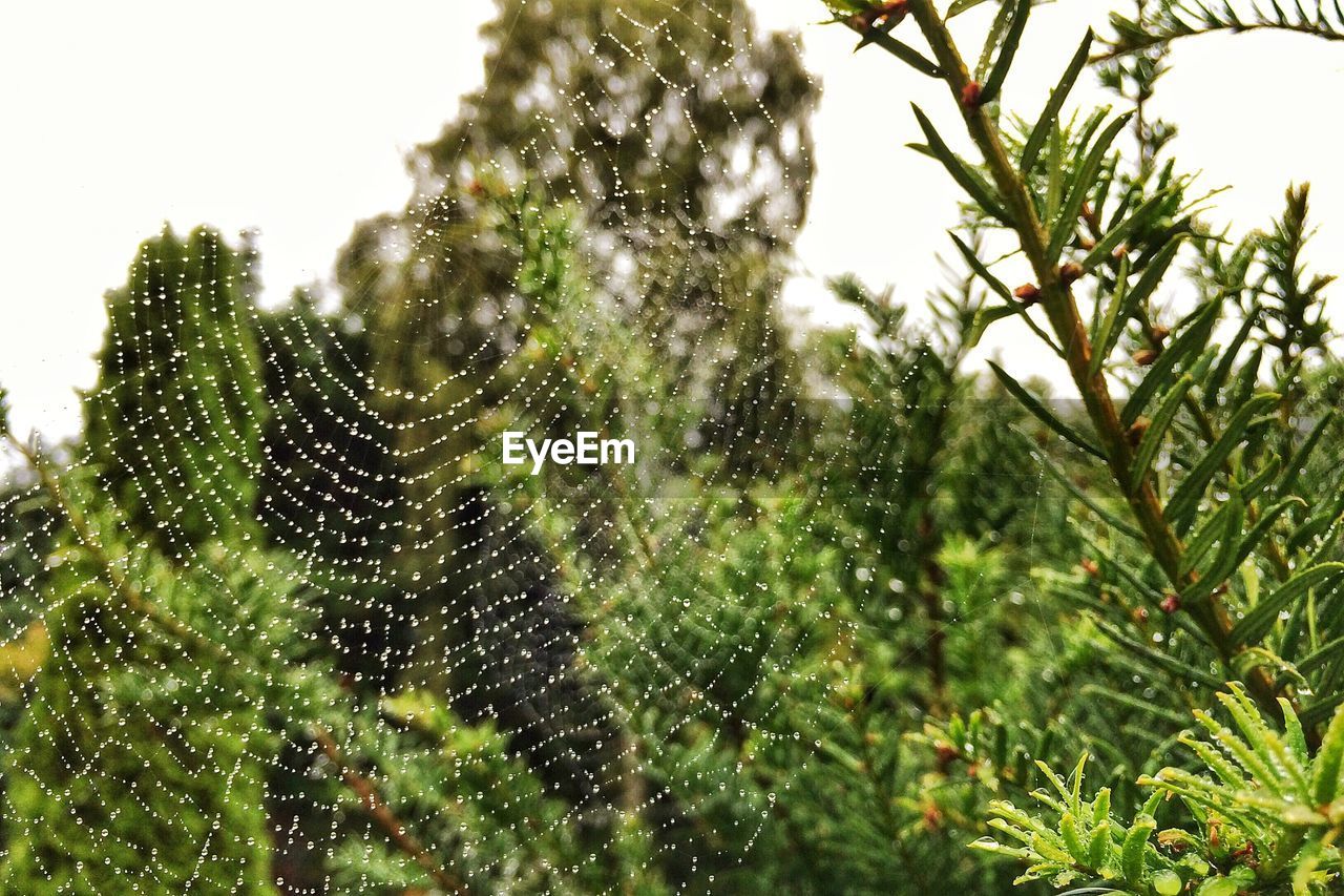 Wet spider web on tree in forest