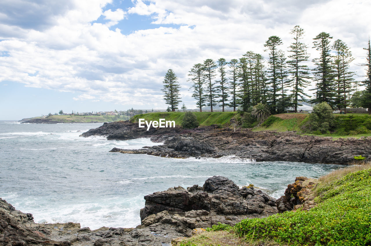 SCENIC VIEW OF TREE BY SEA AGAINST SKY