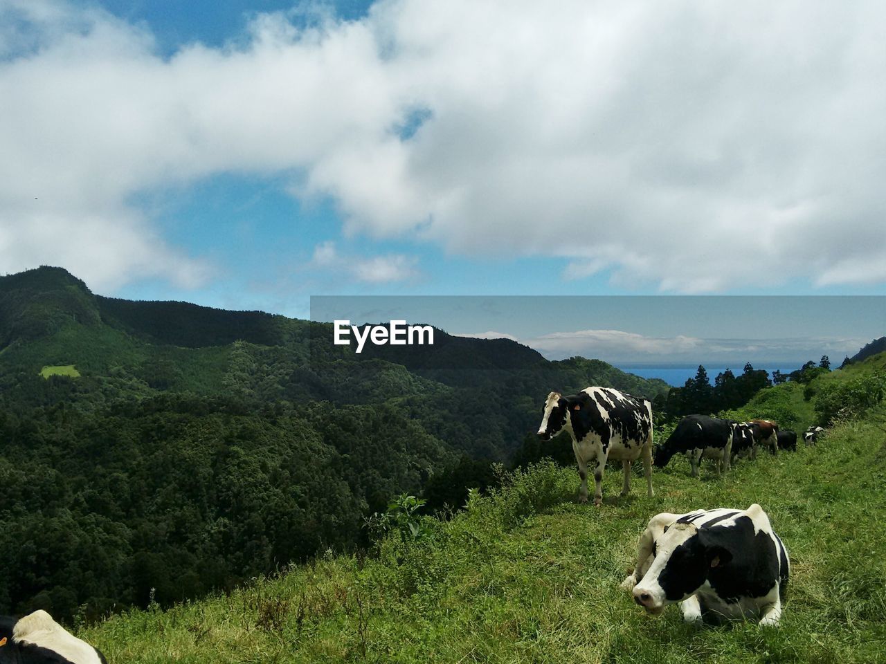 COWS GRAZING ON FIELD BY MOUNTAIN AGAINST SKY
