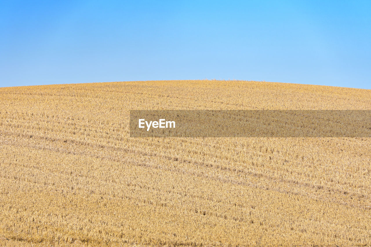 land, landscape, sky, environment, field, nature, soil, plain, blue, scenics - nature, clear sky, grassland, agriculture, food, no people, day, rural scene, beauty in nature, horizon over land, horizon, tranquil scene, tranquility, wheat, prairie, sand, copy space, crop, sunny, plant, desert, climate, cereal plant, steppe, sunlight, outdoors, dry, arid climate, brown, non-urban scene, summer, erg