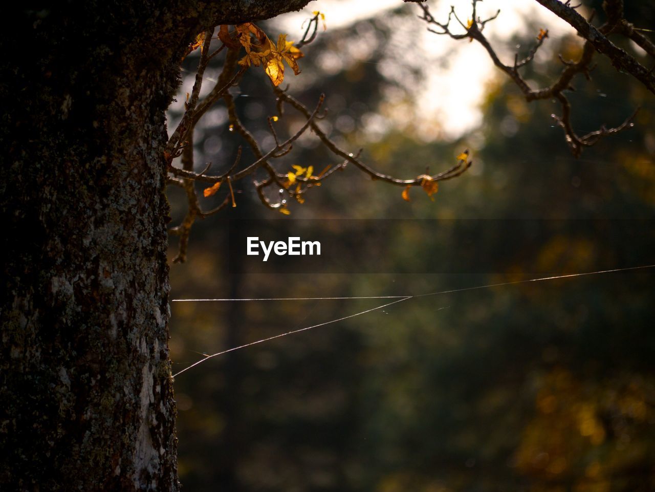 LOW ANGLE VIEW OF SPIDER WEB ON BRANCH