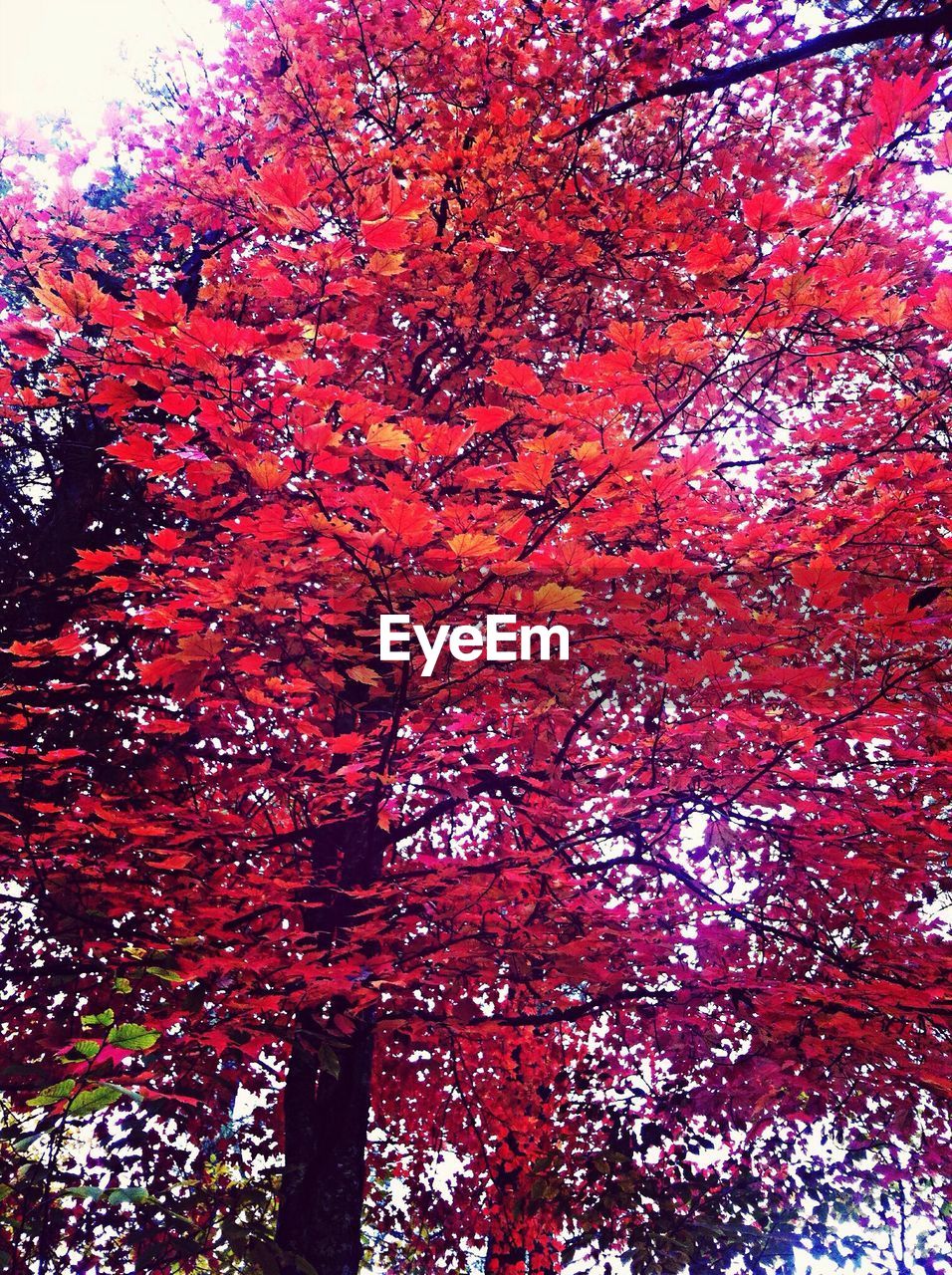 LOW ANGLE VIEW OF TREES IN AUTUMN