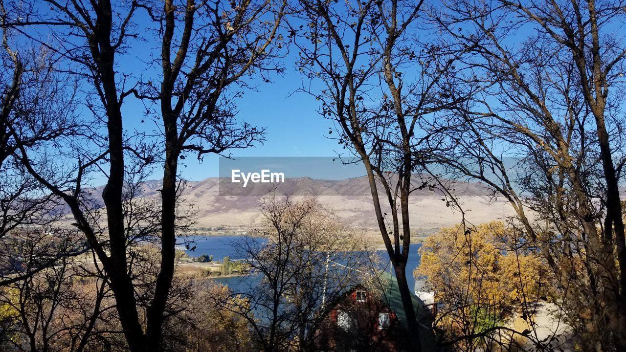 Bare trees in forest against sky