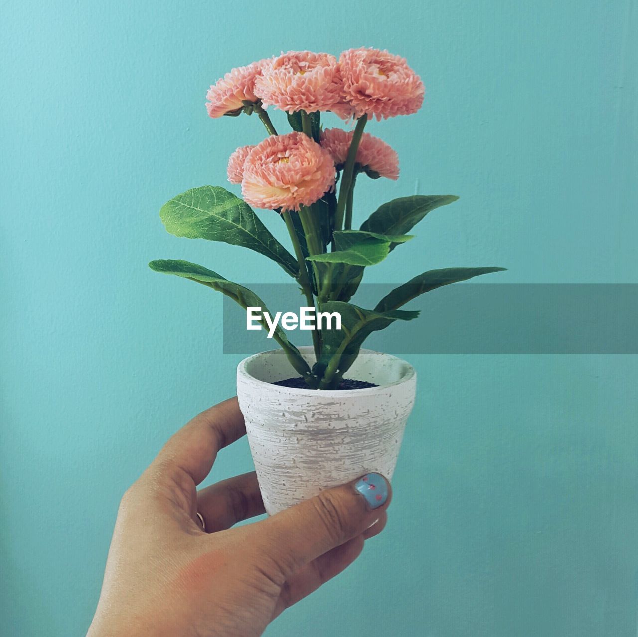 Close-up of hand holding flower pot against wall