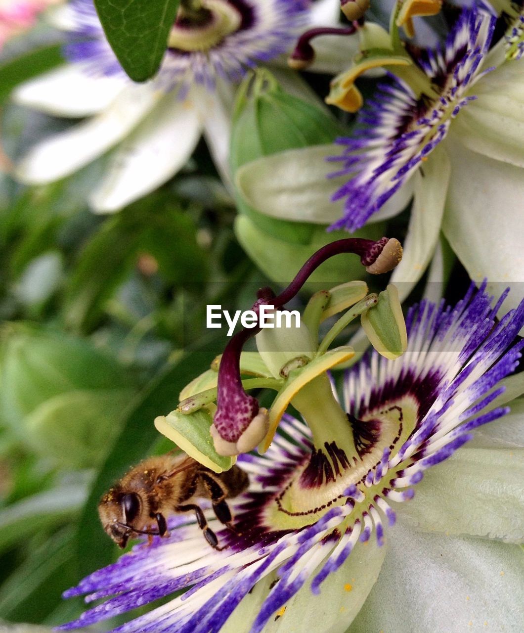 High angle view of passion flowers blooming outdoors