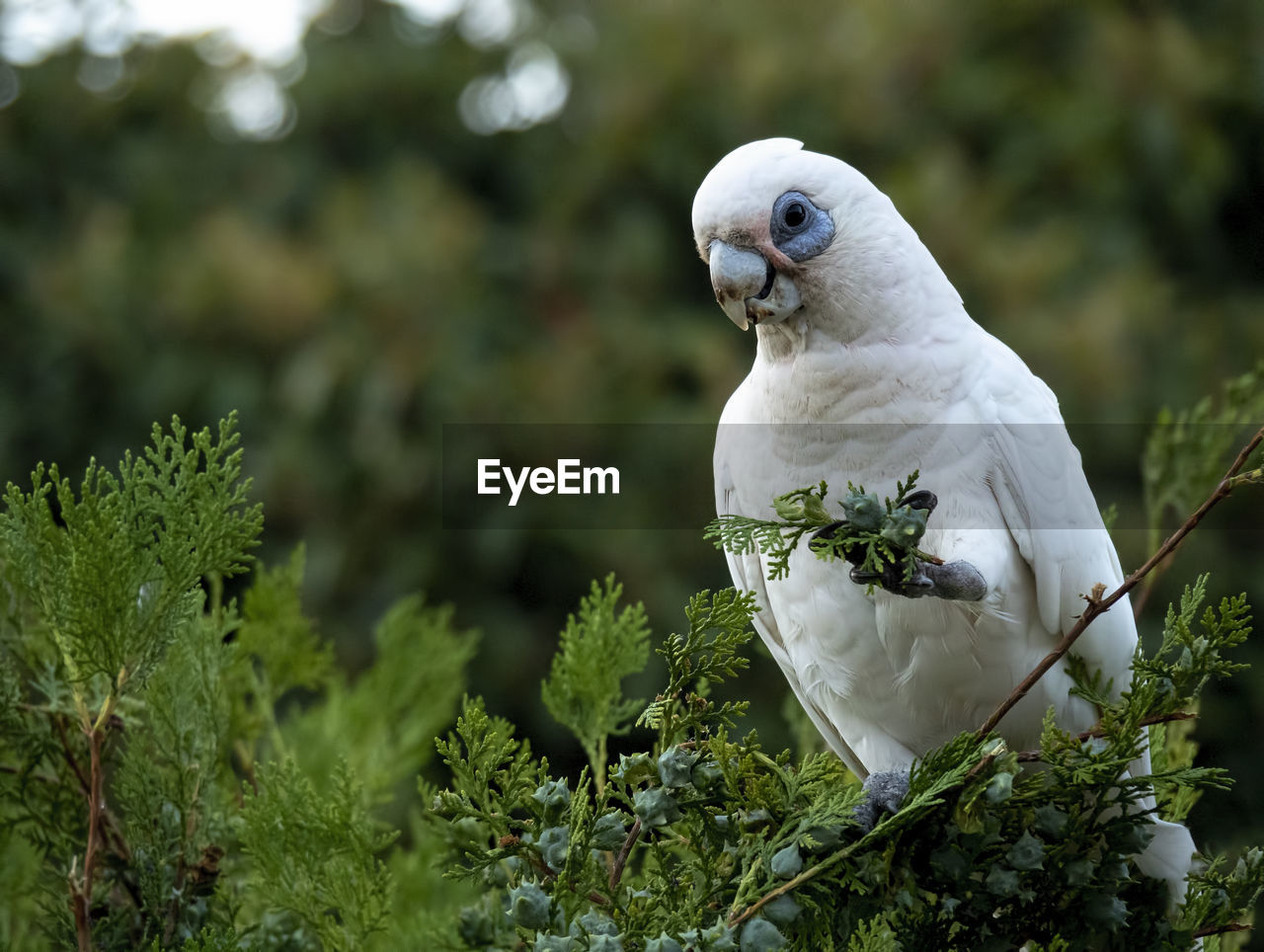 Close-up of bird