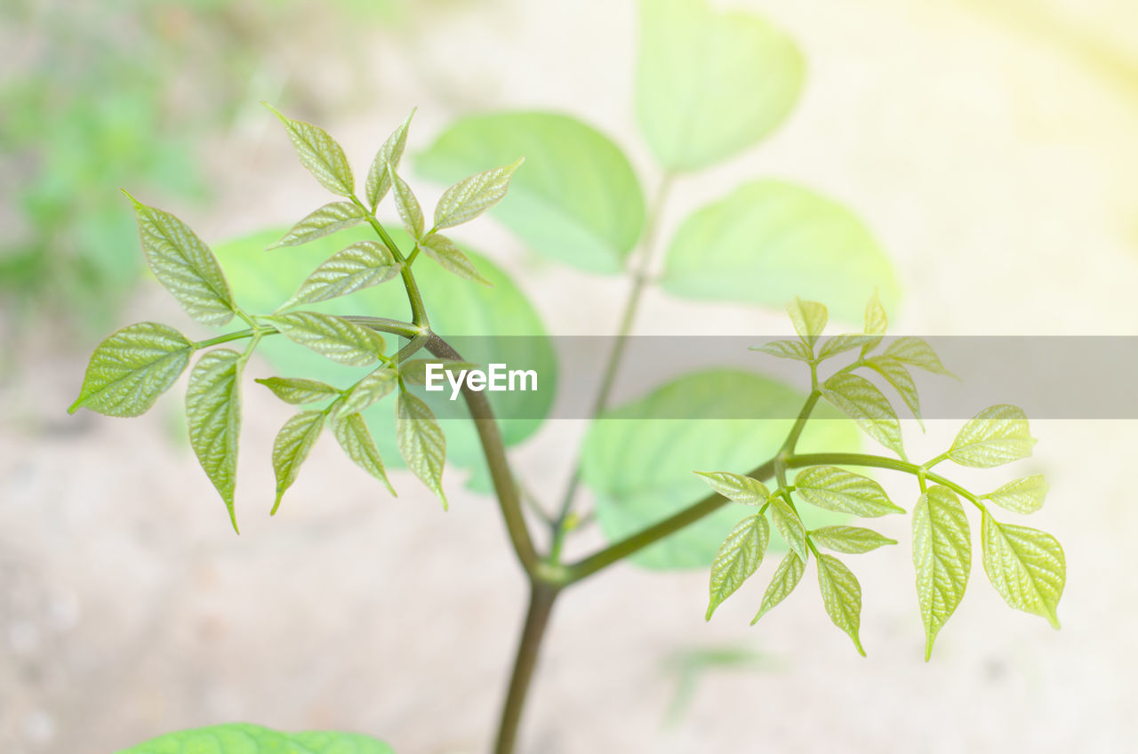 CLOSE-UP OF FRESH GREEN LEAVES