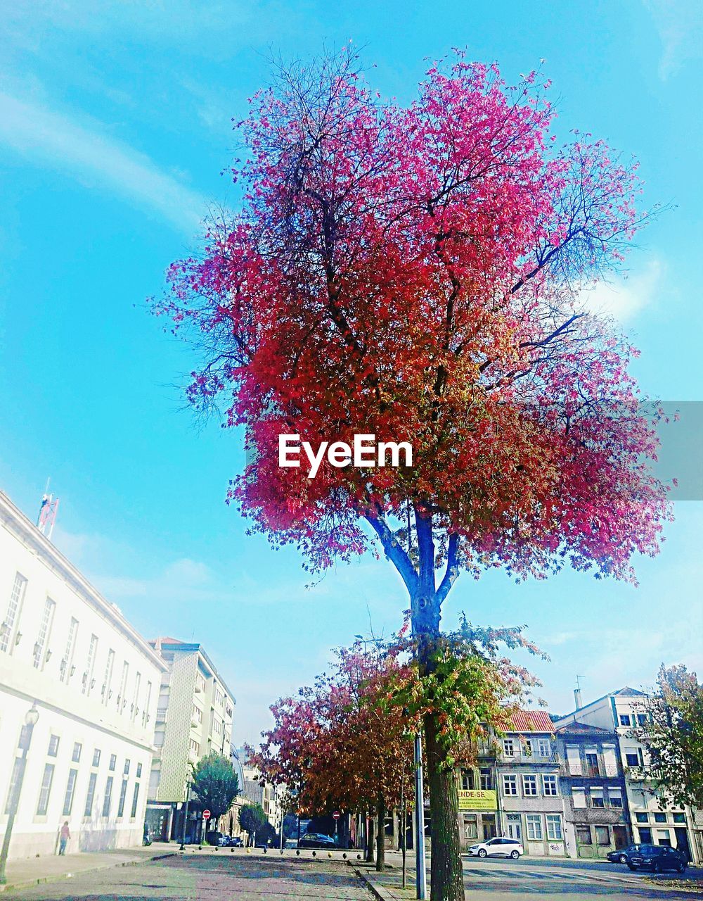 TREE IN CITY